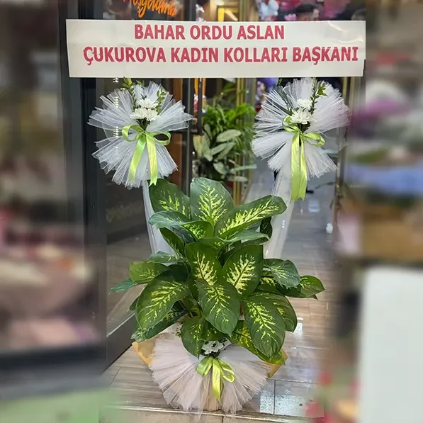 Acilis4