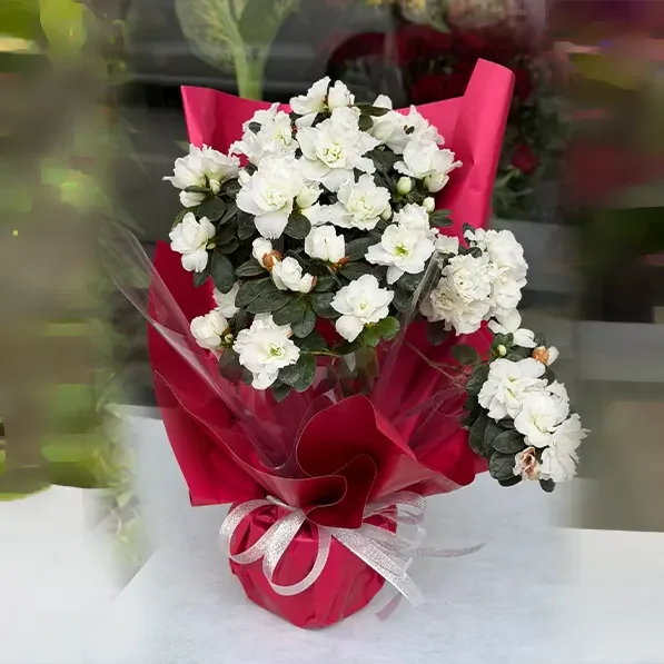 Saksi cicek8
